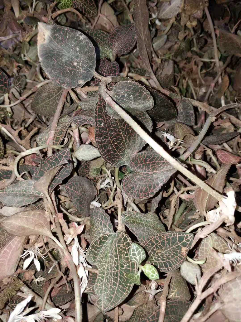 广西野生金线莲小叶鲜品