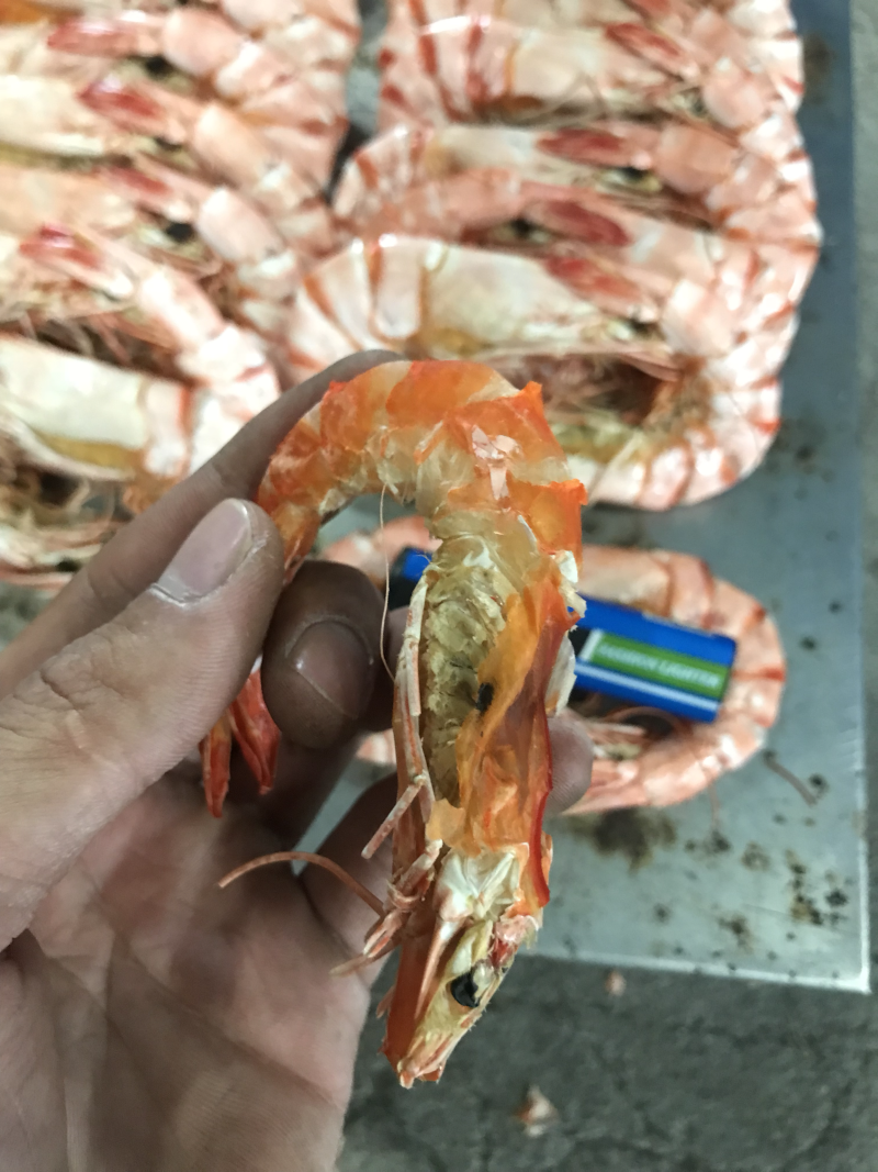 野生九节虾干