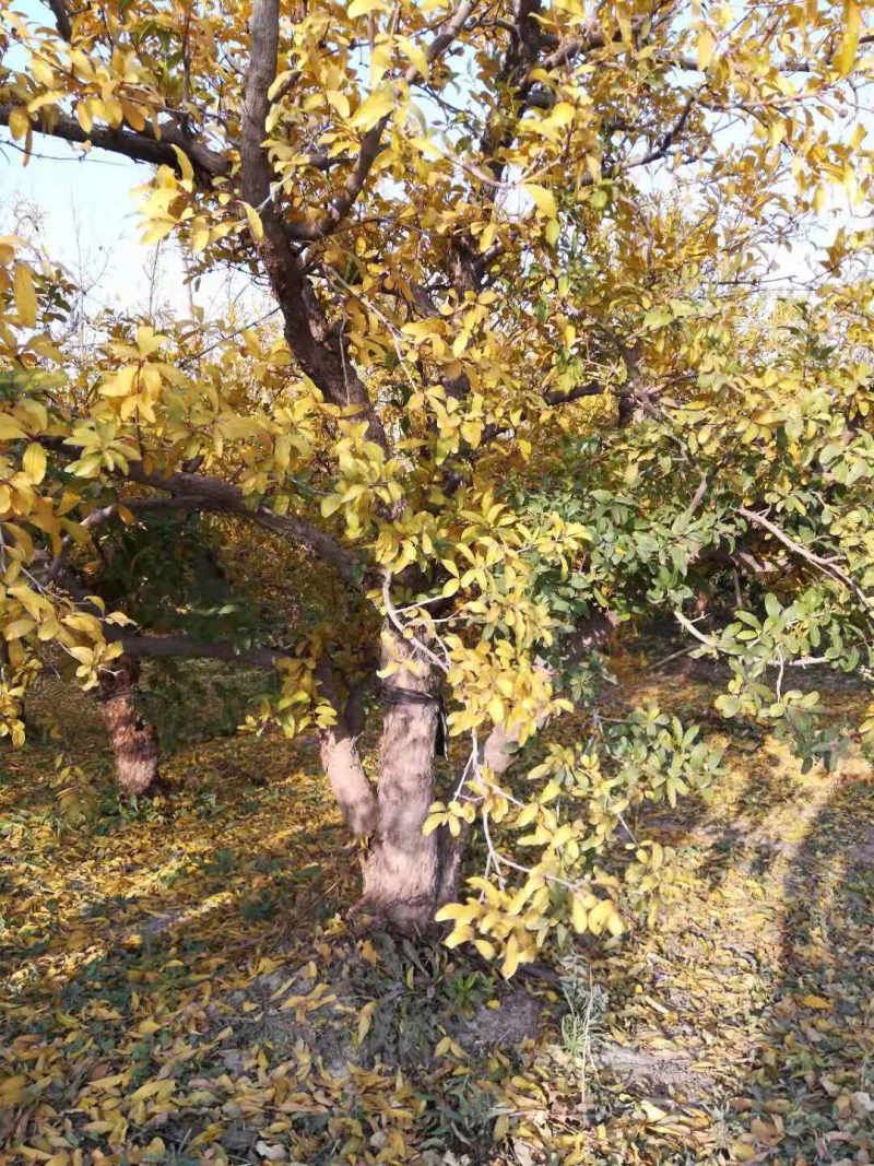 石榴树大量供应各种规格石榴树品种齐全