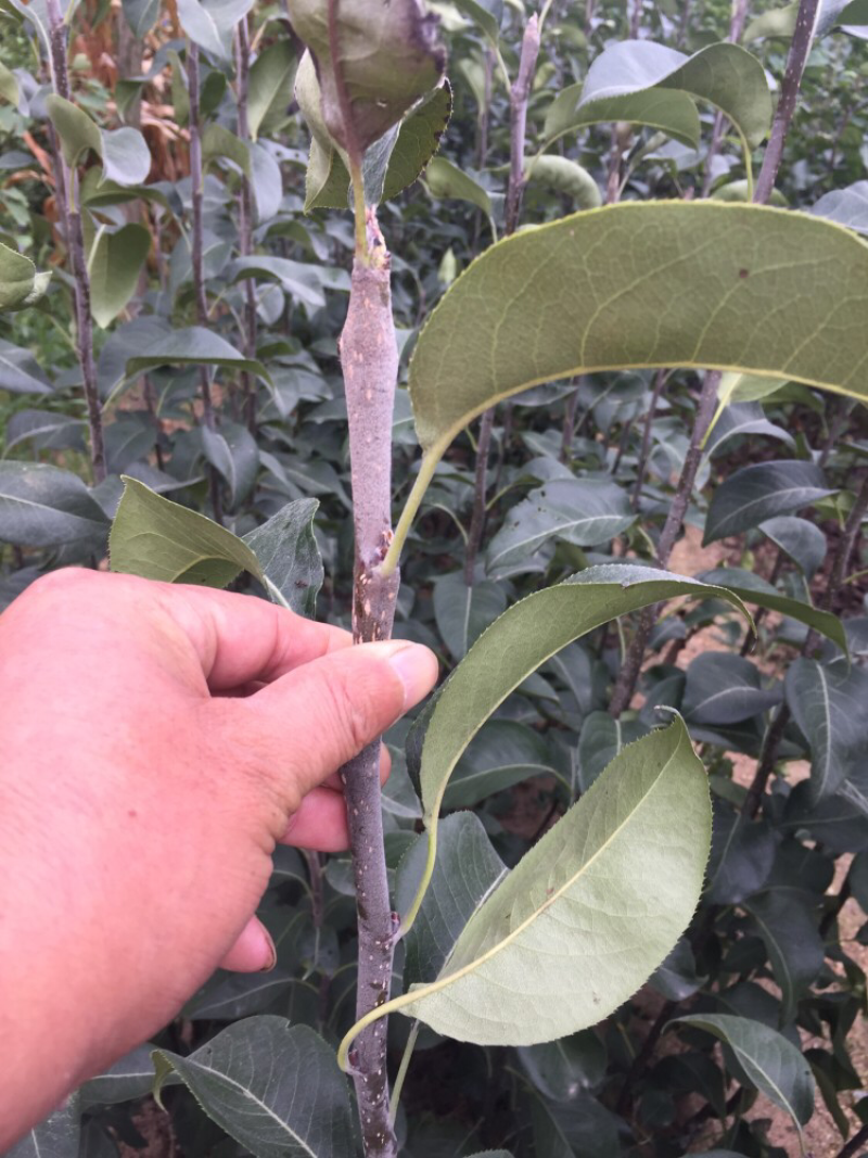 柱状苹果苗润太一号抗寒抗病
