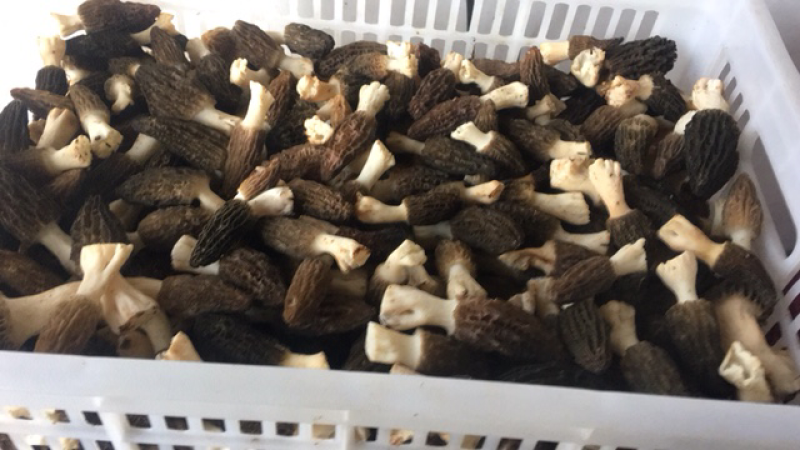 羊肚菌