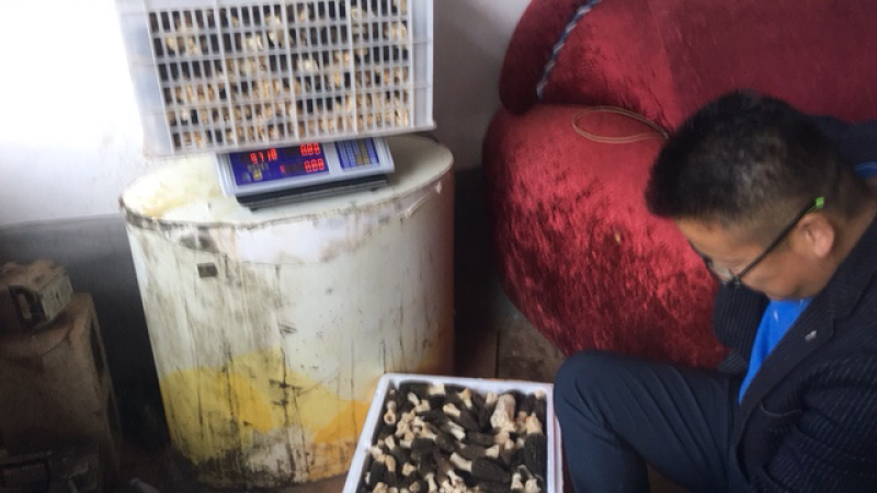 羊肚菌
