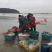 海虾米干