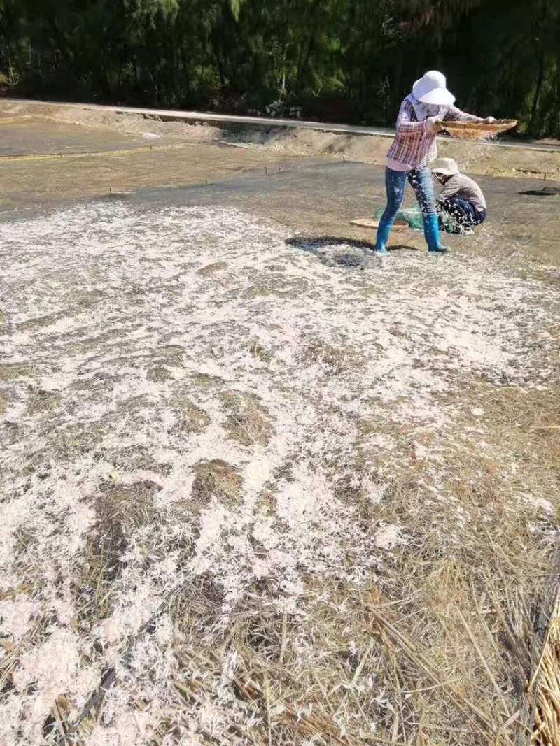 海虾米干