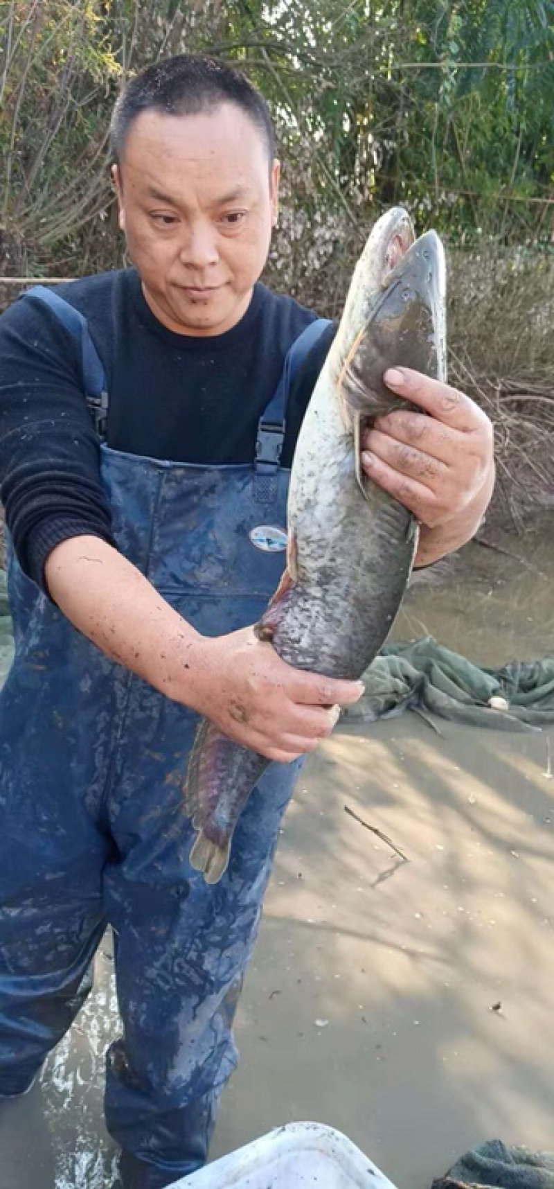 杂交大口鲶