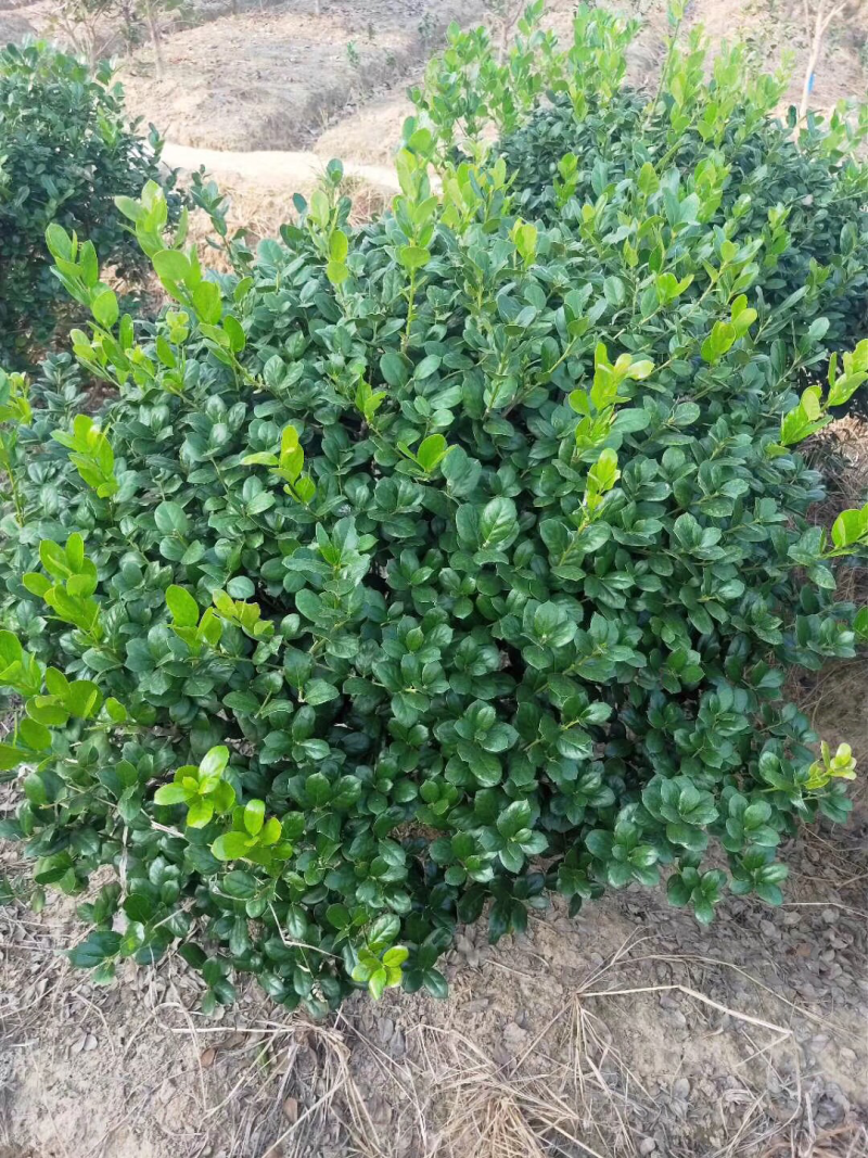 无刺枸骨大量，山茱萸大量