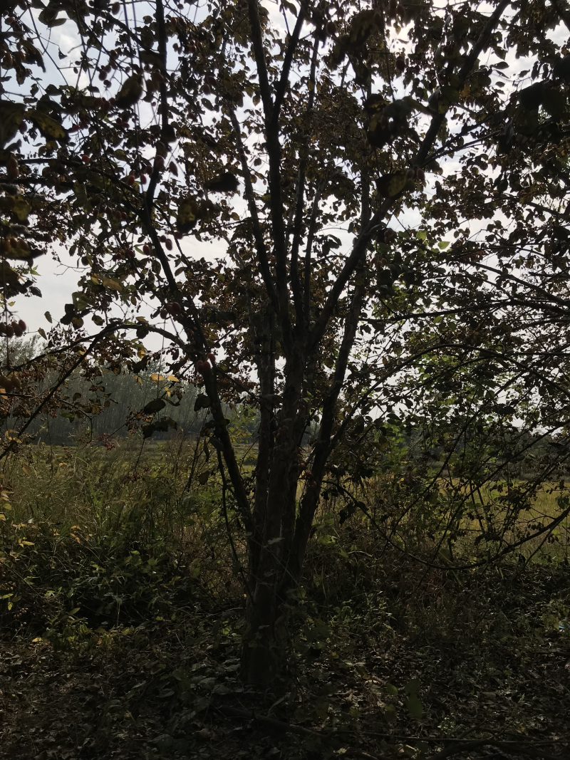 无刺枸骨大量，山茱萸大量