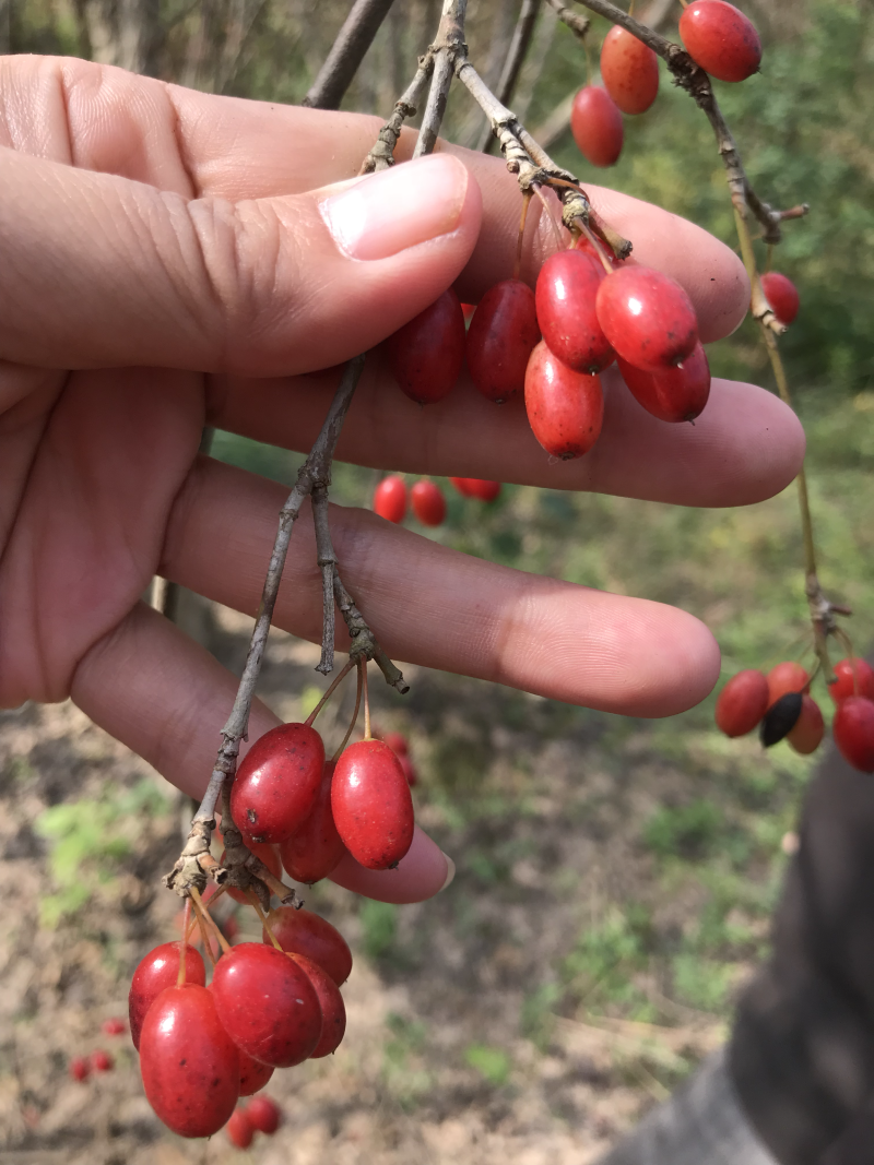无刺枸骨大量，山茱萸大量