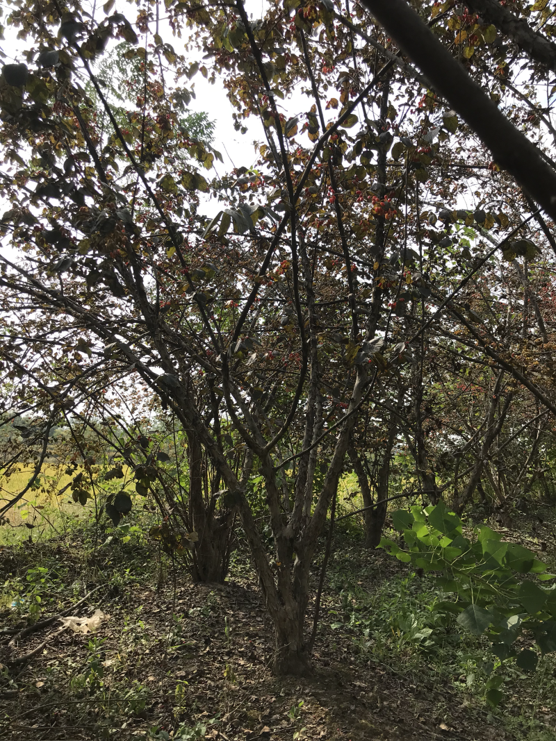 无刺枸骨大量，山茱萸大量