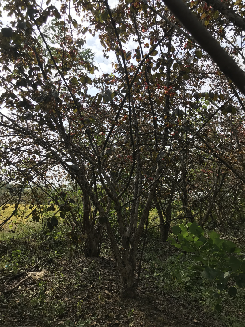 无刺枸骨大量，山茱萸大量