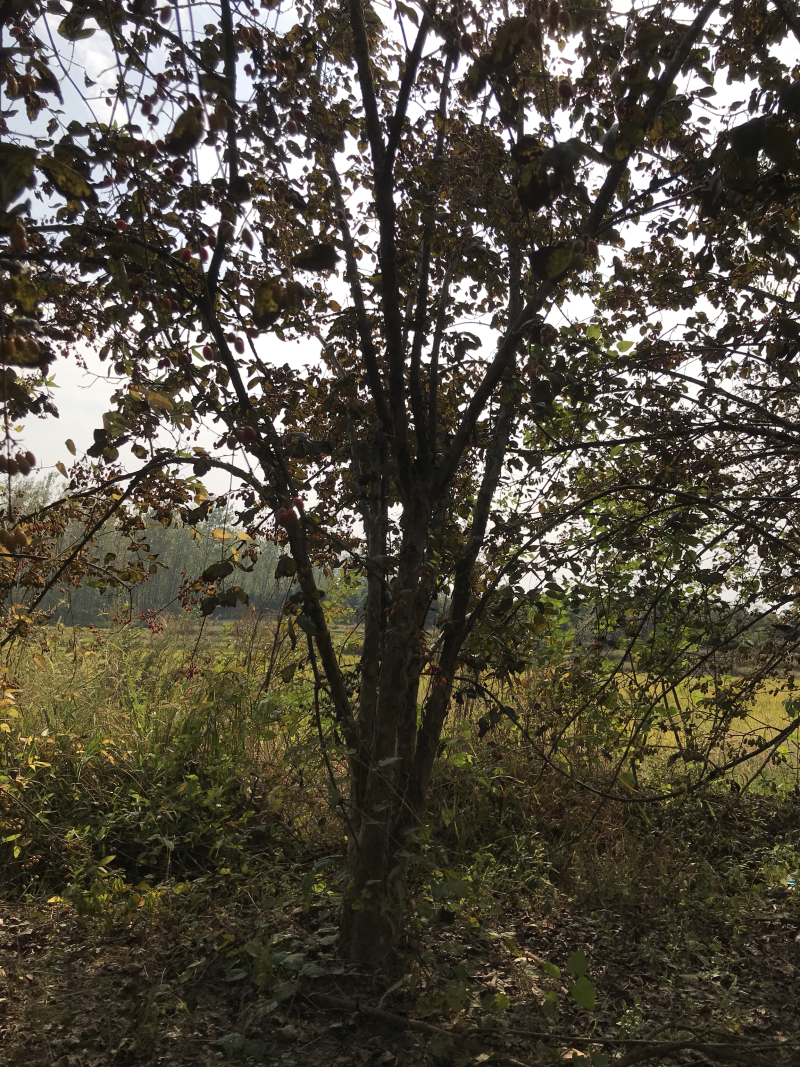 无刺枸骨大量，山茱萸大量