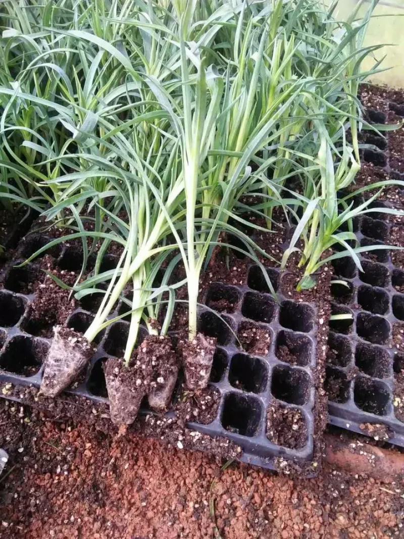 基地直供云南昆明斗南康乃馨花苗康乃馨种苗鲜切花种苗