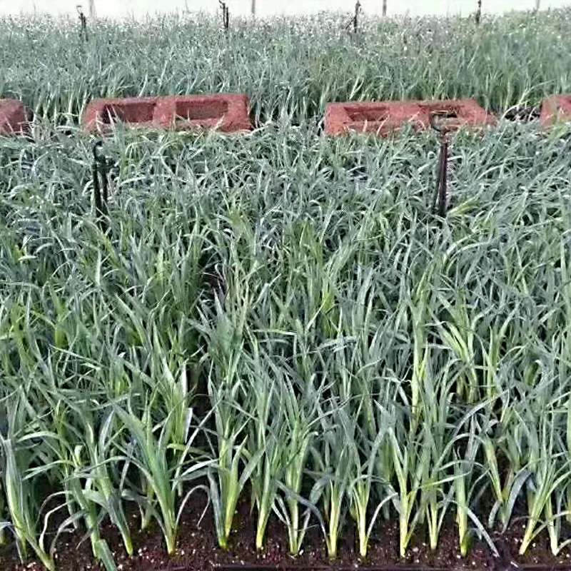 基地直供云南昆明斗南康乃馨花苗康乃馨种苗鲜切花种苗