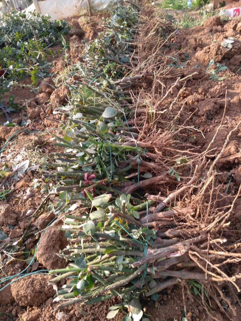 云南昆明斗南基地直供1到3年生玫瑰月季大苗绿化工程用苗
