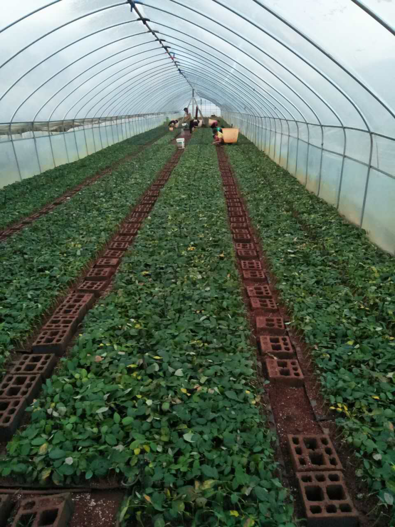 基地直供云南昆明斗南卡罗拉红玫瑰苗裸根扦插小苗