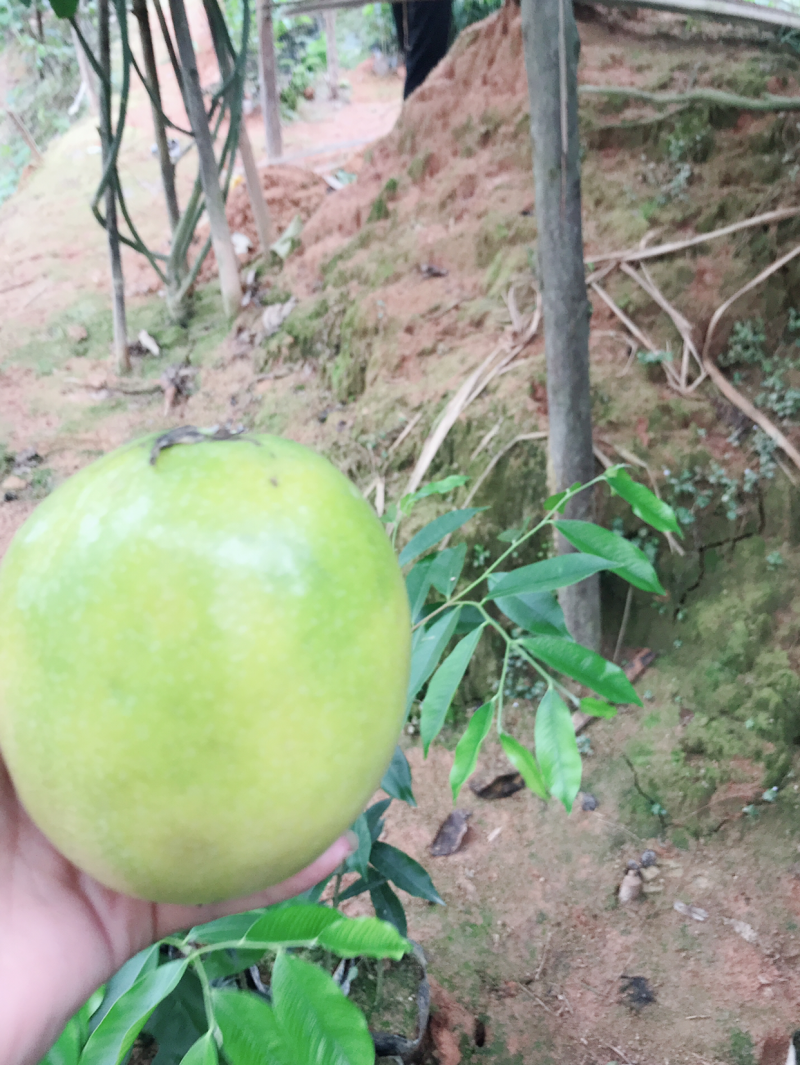 百香果苗