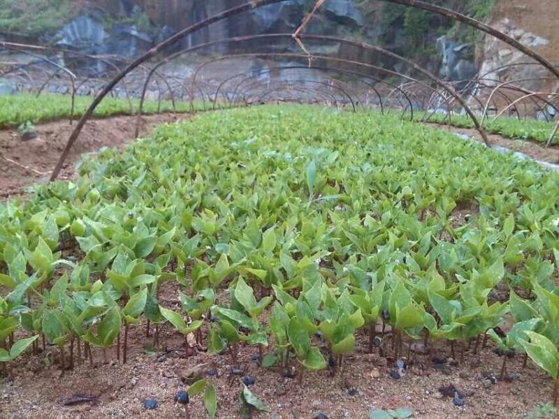 玉兰芽苗玉兰苗山玉兰小苗山玉兰芽苗