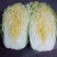 北京新三号白菜