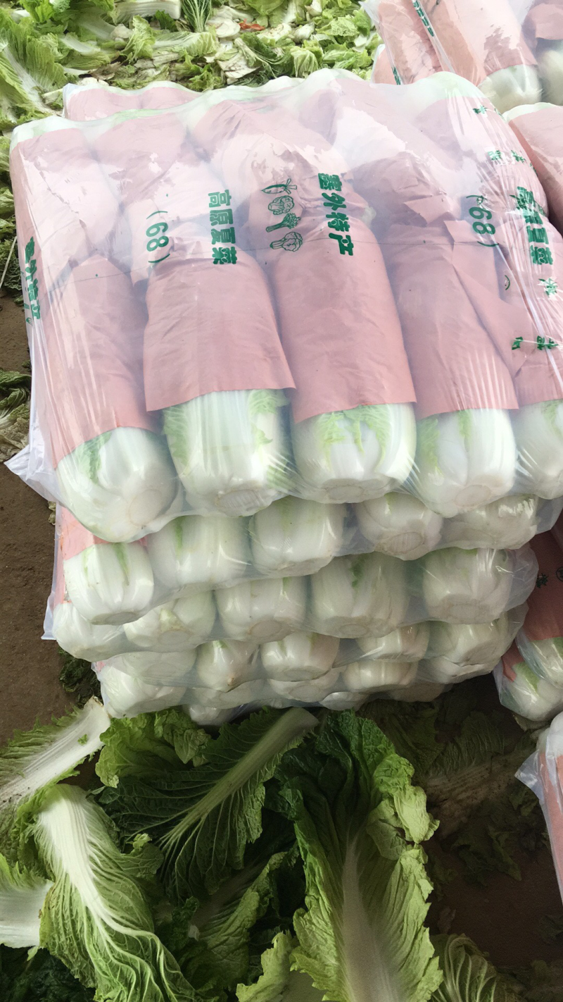 北京新三号白菜