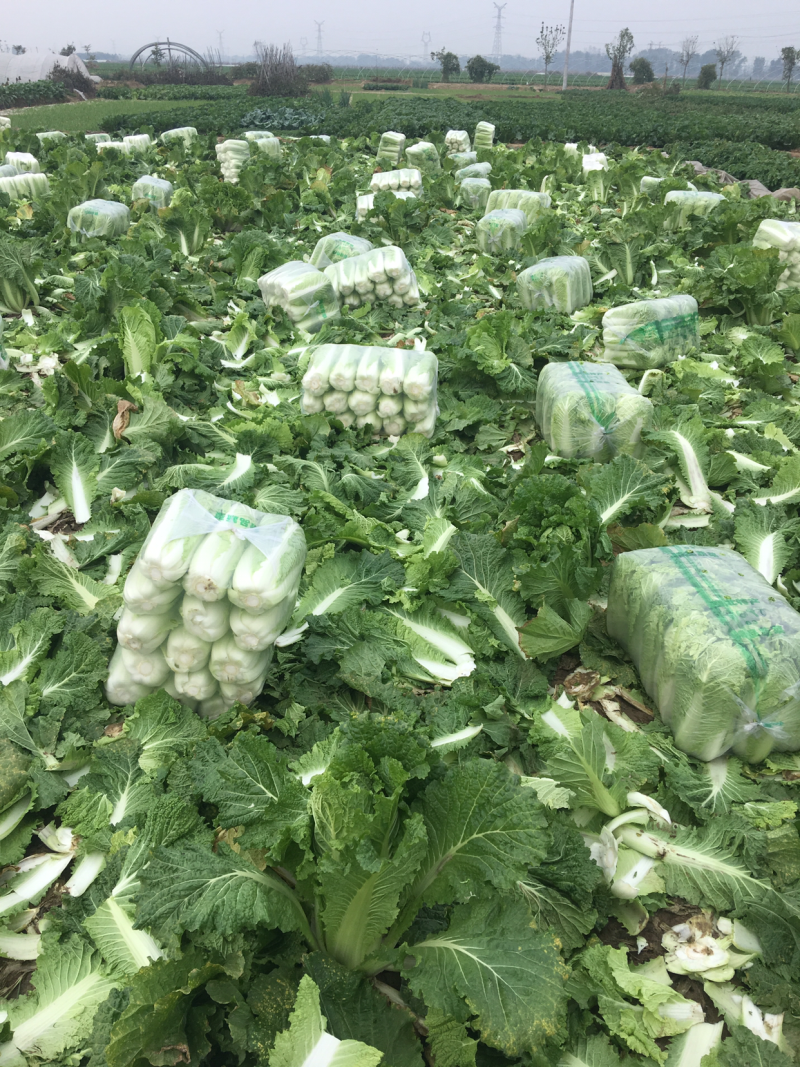 北京新三号白菜