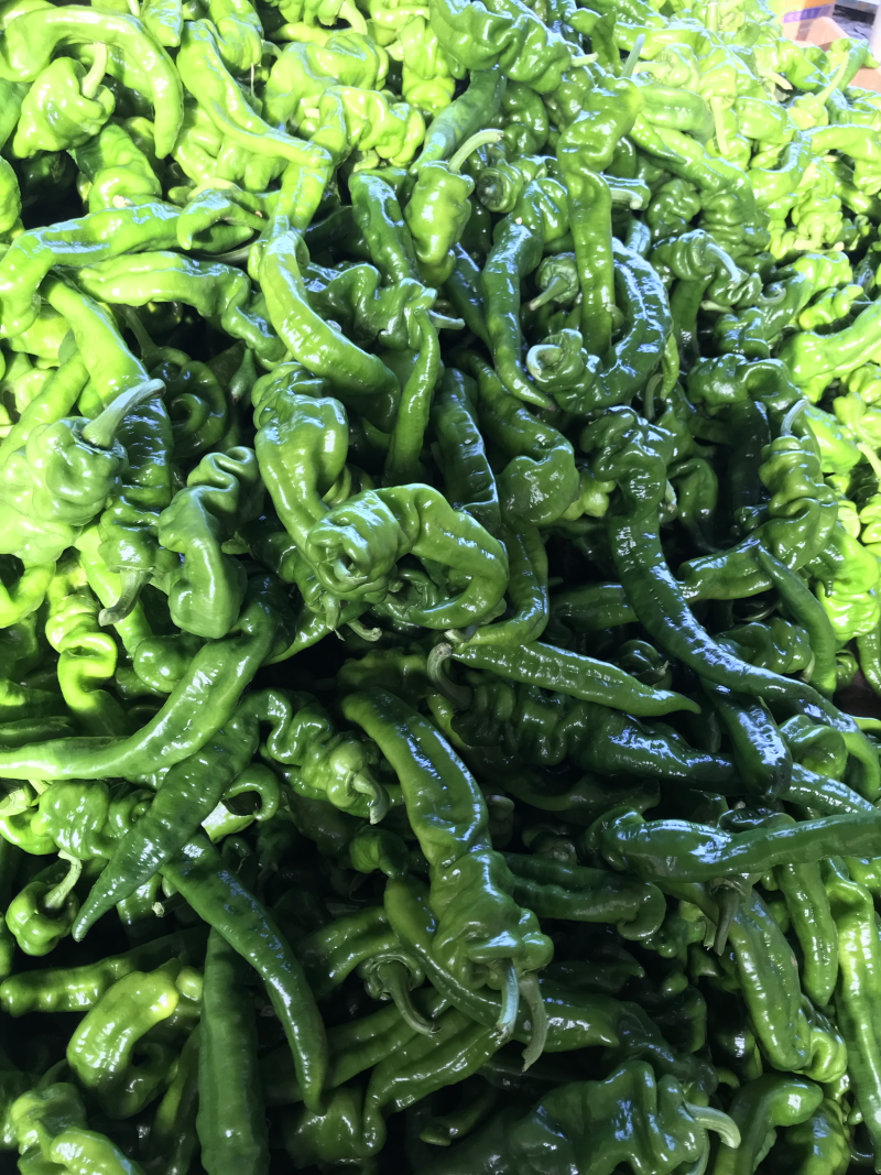 广东湛江雷州