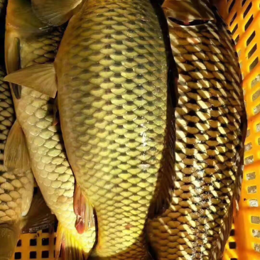鲤鱼