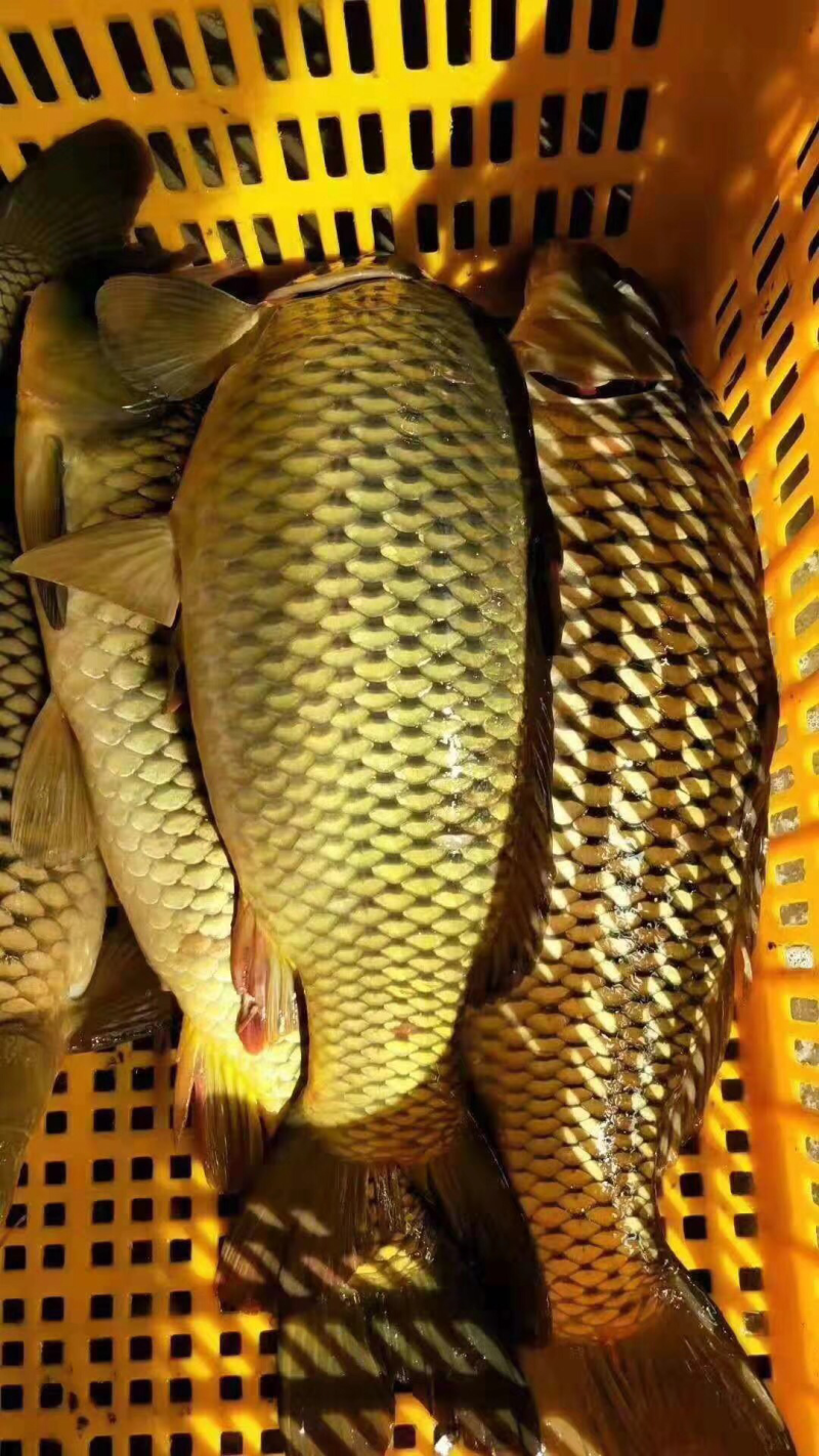鲤鱼