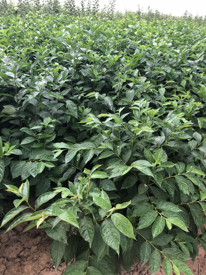 软枣苗一年生软枣苗高度60公分至1米左右