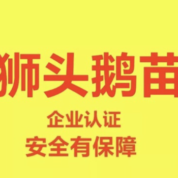 狮头鹅苗250g以下
