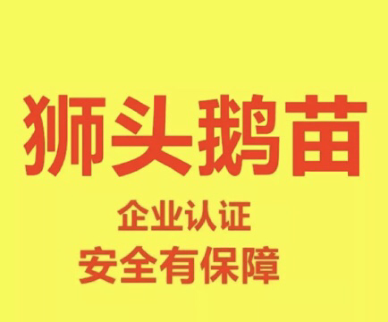 狮头鹅苗250g以下