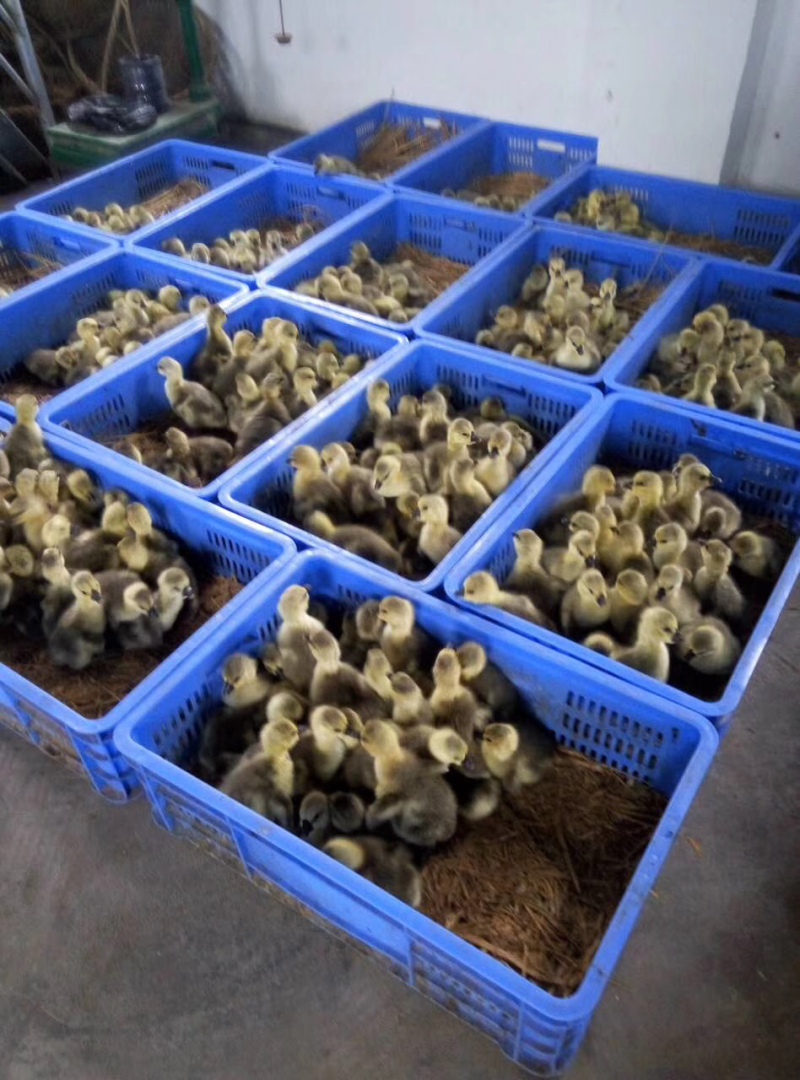 狮头鹅苗250g以下