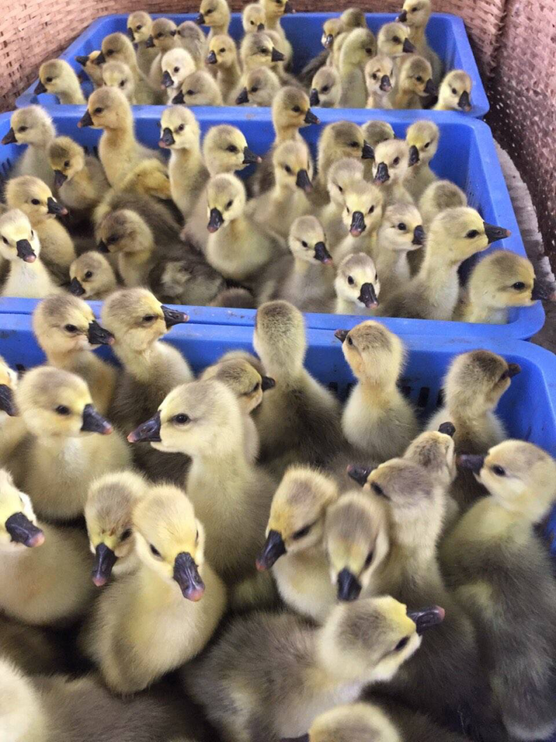 狮头鹅苗250g以下