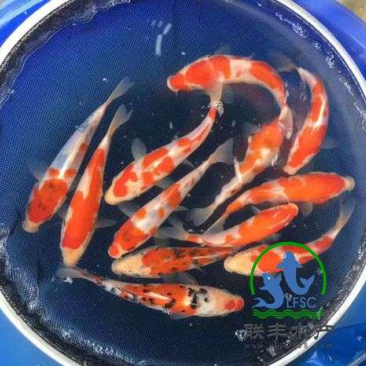 供应锦鲤水花，公分苗，成品鱼。