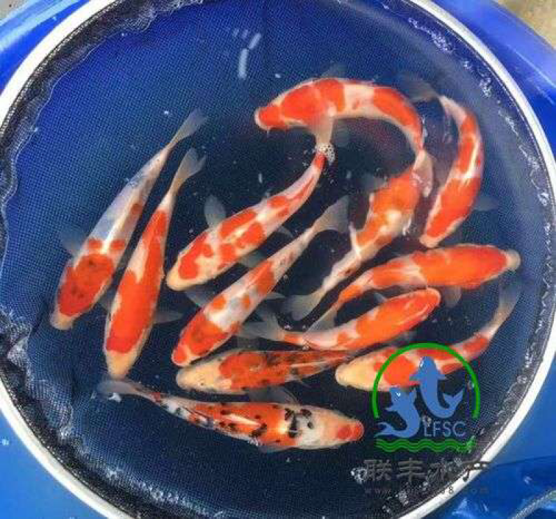 供应锦鲤水花，公分苗，成品鱼。