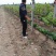 葡萄苗1年80~110cm