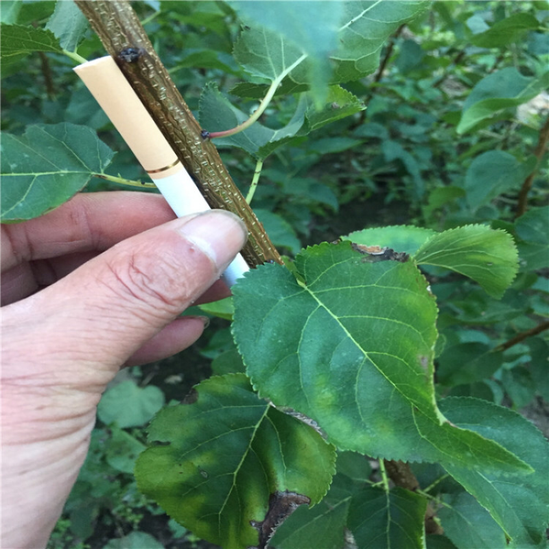 樱桃苗吉塞拉砧木嫁接樱桃苗