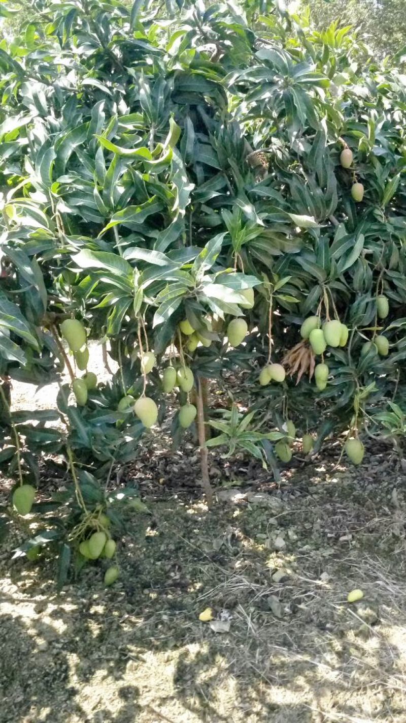 台农芒