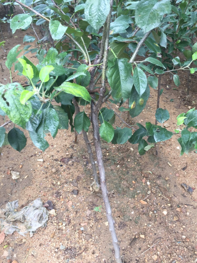 富士系列苹果苗口感脆甜耐储藏