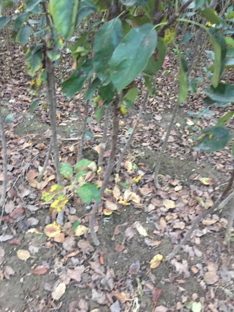 富士系列苹果苗口感脆甜耐储藏