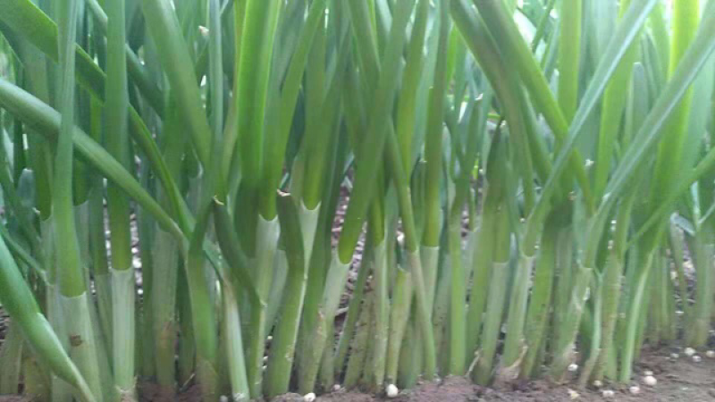 韭菜宽叶粗壮根深绿色叶面蔬菜人工种植