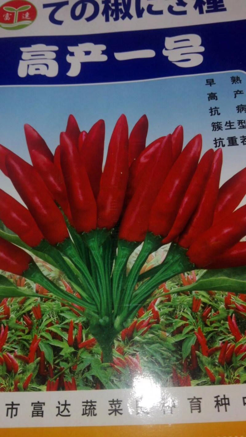 辣椒种子