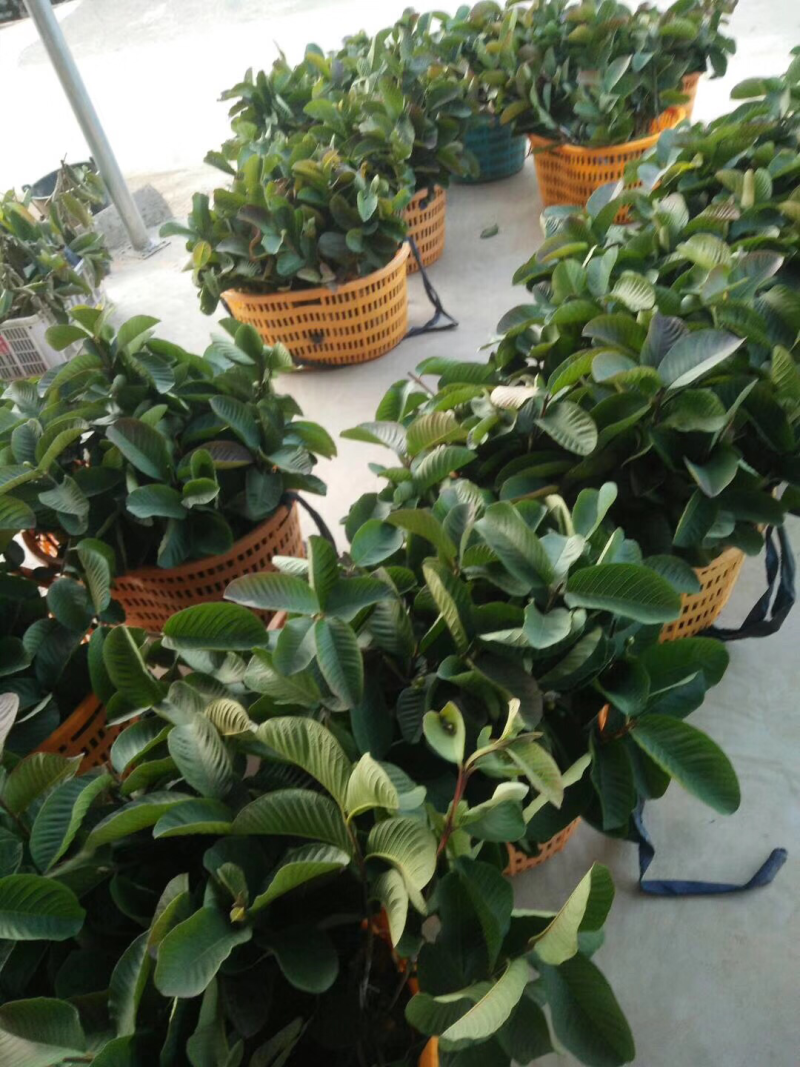 红宝石番石榴苗，芭乐苗，水果苗
