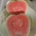 红宝石番石榴苗，芭乐苗，水果苗