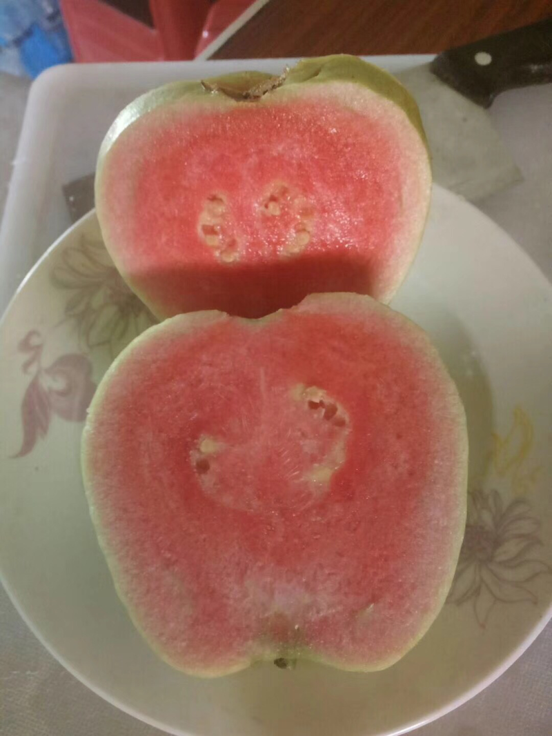 红宝石番石榴苗，芭乐苗，水果苗