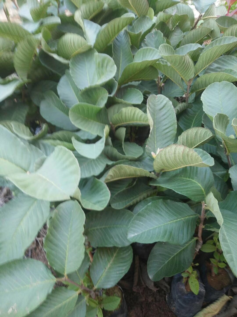 红宝石番石榴苗，芭乐苗，水果苗