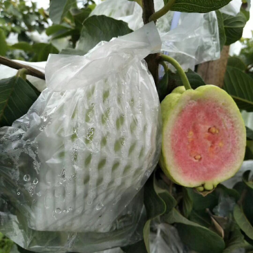 红宝石番石榴苗，芭乐苗，水果苗