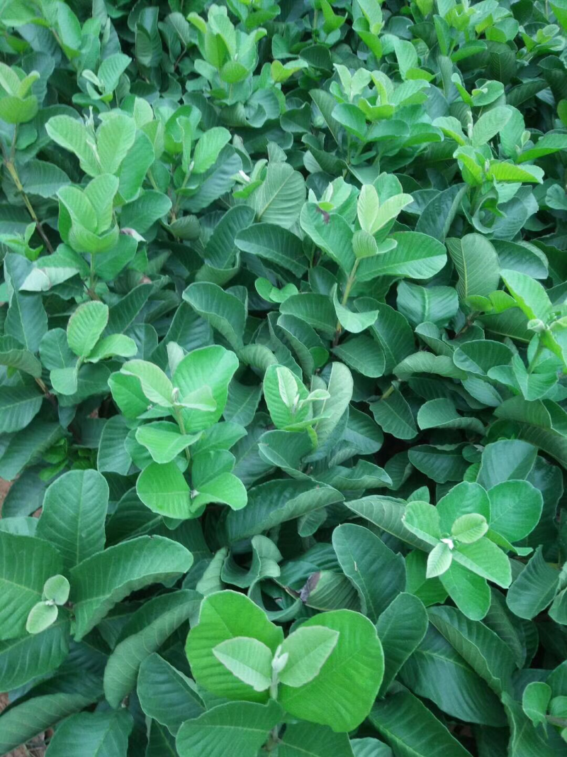 红宝石番石榴苗，芭乐苗，水果苗