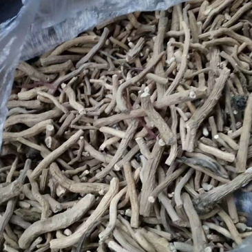 甘肃酒泉金塔板蓝根可代办药厂货饮片货大青叶