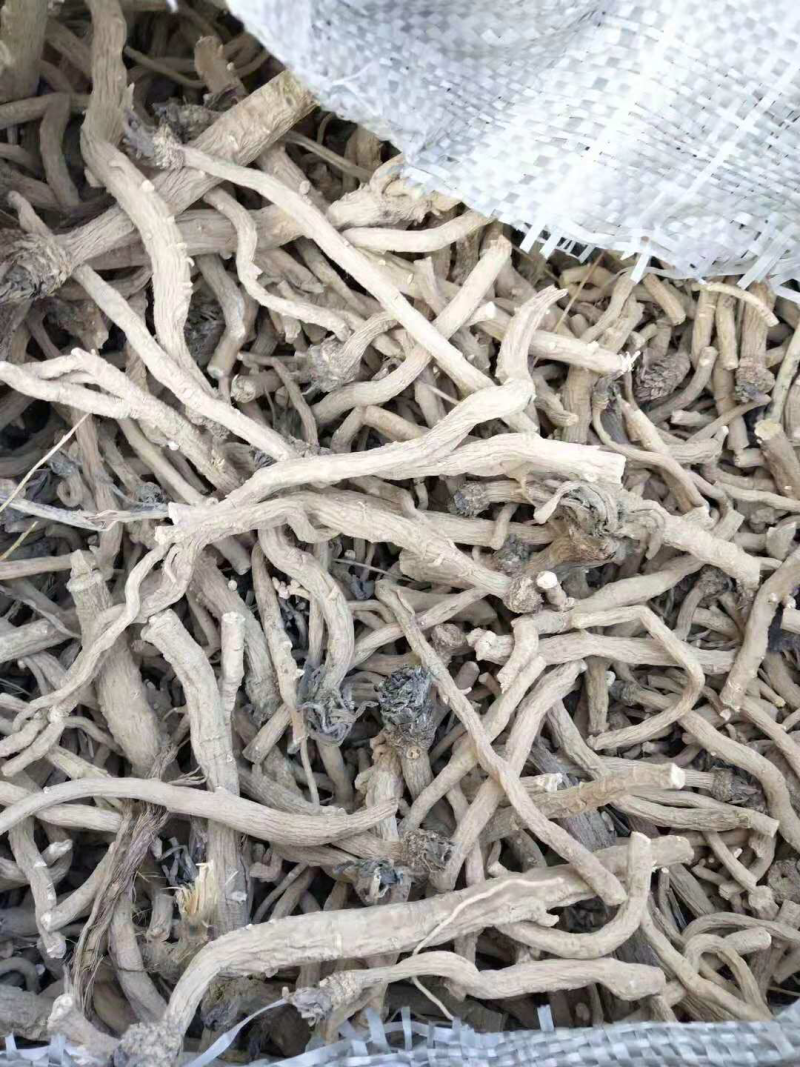 甘肃酒泉金塔板蓝根可代办药厂货饮片货大青叶