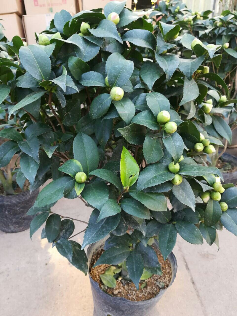 茶花树盆栽地栽苗